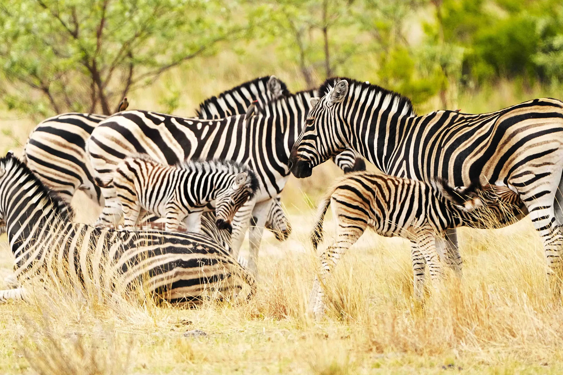 Zebry karmią młode Zebry karmią młode