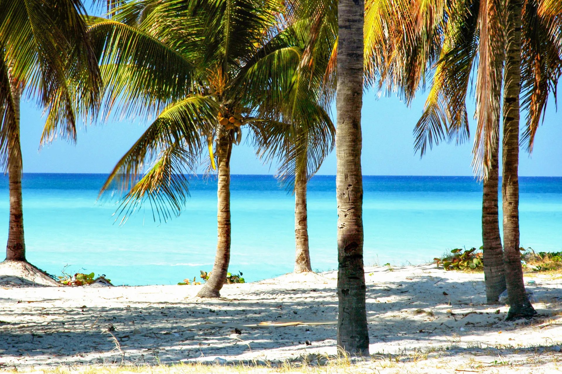 Niebo, morze, palmy i piasek na plaży Varadero Niebo, morze, palmy i piasek na plaży Varadero