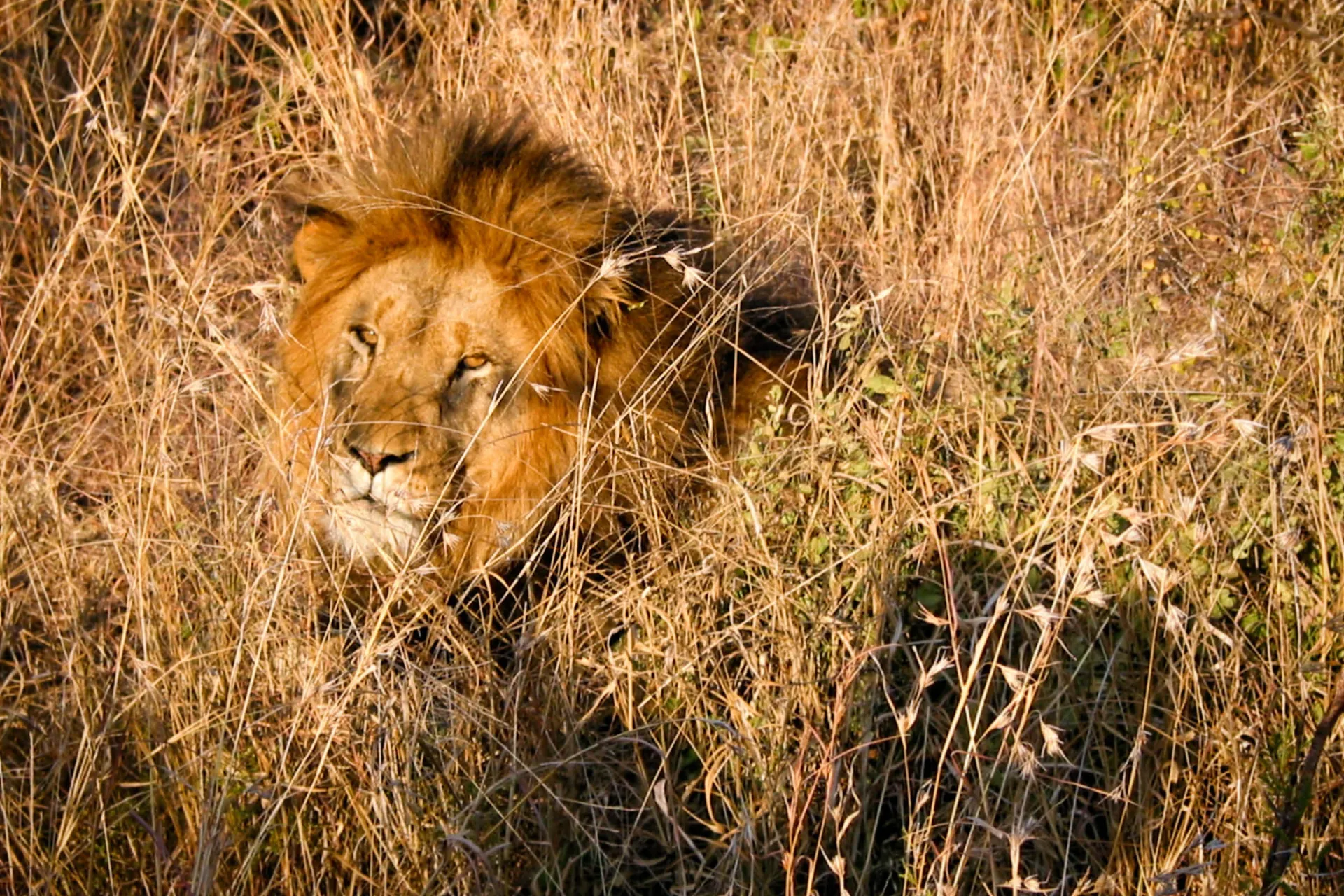 Lew odpoczywa – jego ryk słychać z 8 km Lew odpoczywa – jego ryk słychać z 8 km