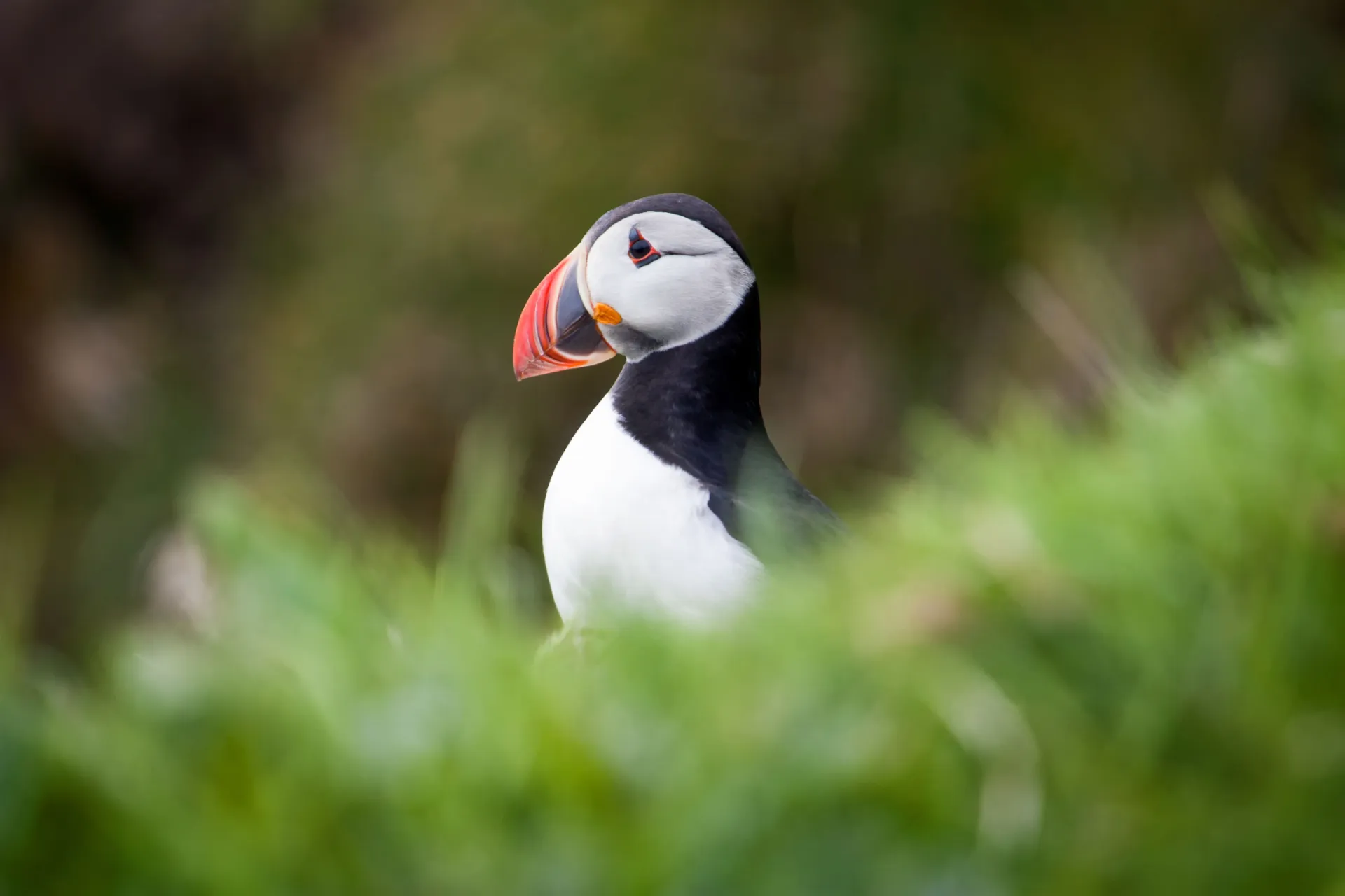 Blisko uroczych maskonurów Blisko uroczych maskonurów