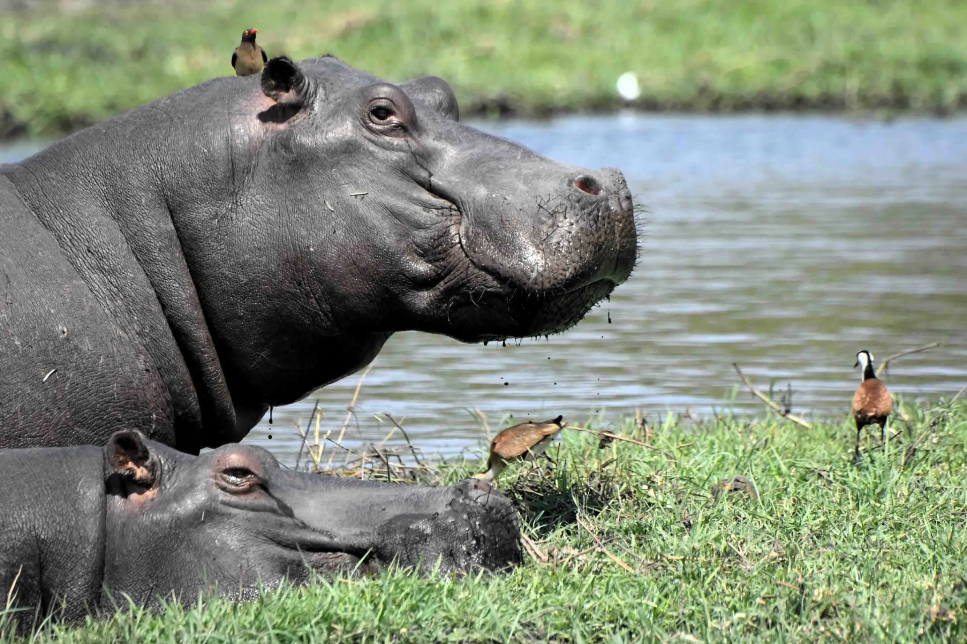 Hipopotamy odpoczywają przy rzece, podczas gdy bąkojady usuwają owady z ich skóry Hipopotamy odpoczywają przy rzece, podczas gdy bąkojady usuwają owady z ich skóry
