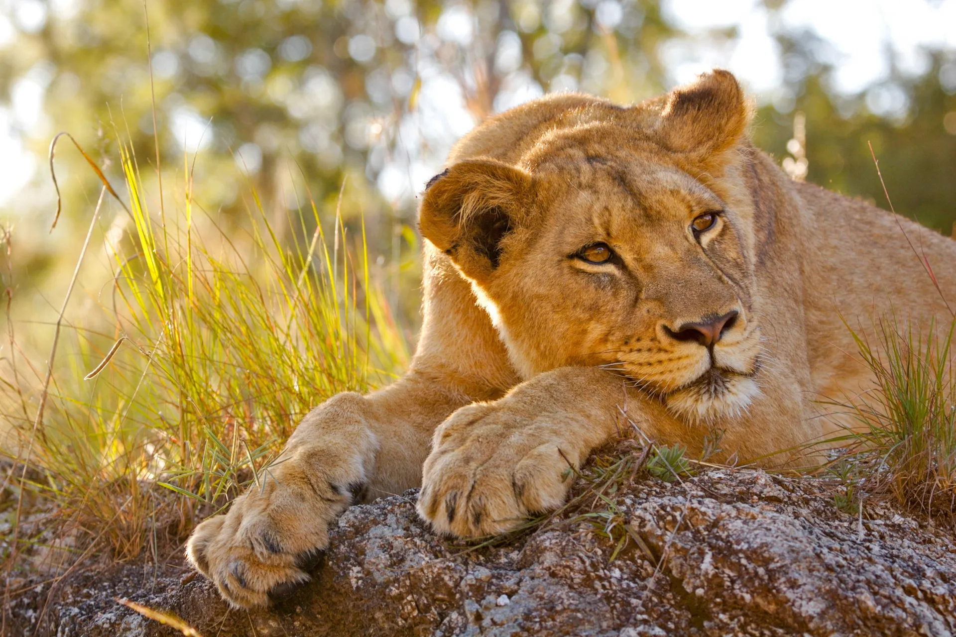 Dorosła lwica potrzebuje około 5 kg mięsa dziennie Dorosła lwica potrzebuje około 5 kg mięsa dziennie