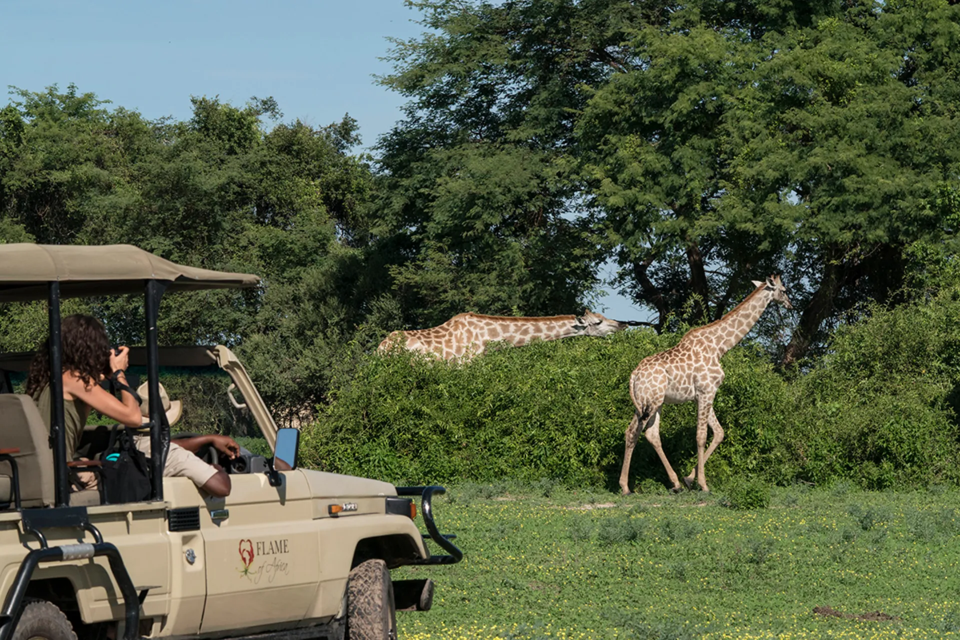 Żyrafa zjada codziennie ok. 35 kg liści, pędów i owoców – preferuje akacje Żyrafa zjada codziennie ok. 35 kg liści, pędów i owoców – preferuje akacje