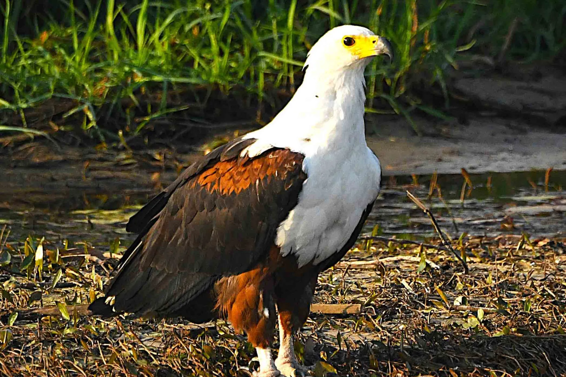 Afrykański bielik afrykański Afrykański bielik afrykański