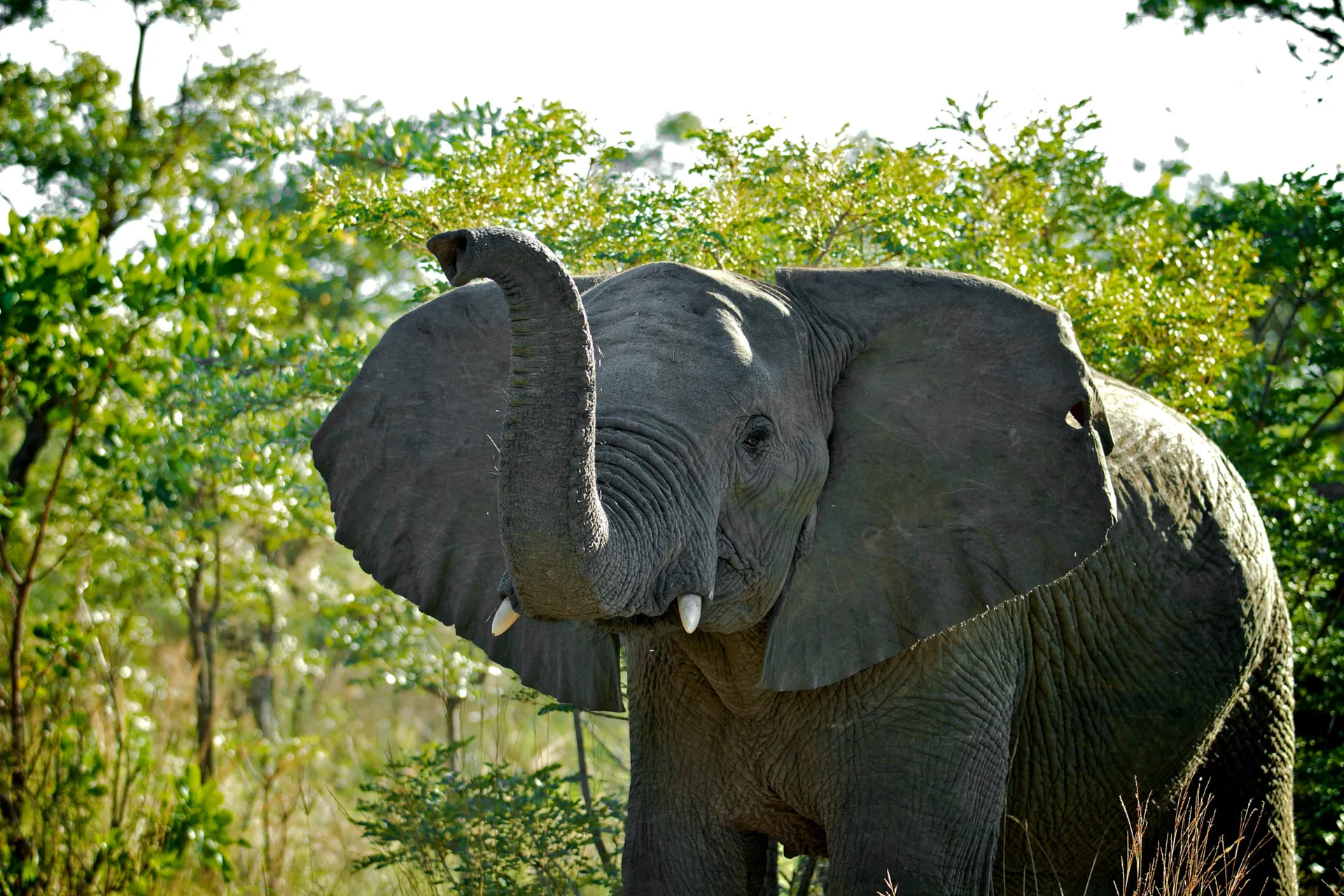 Słoń sawannowy może ważyć do 10 ton Słoń sawannowy może ważyć do 10 ton