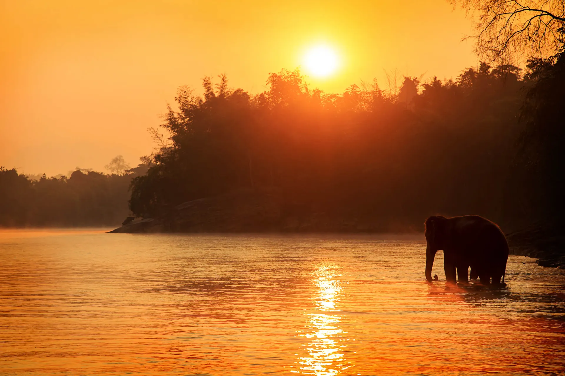 Słoń w rzece o zachodzie słońca Słoń w rzece o zachodzie słońca