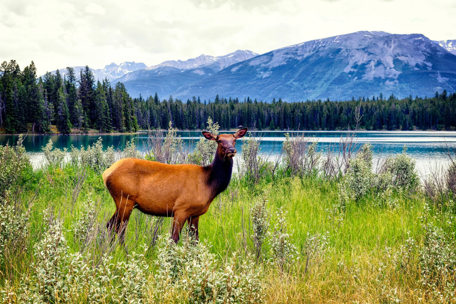 Wapiti (jeleń kanadyjski) to jeden z największych jeleniowatych na świecie, ustępujący tylko łosiowi – tutaj w Parku Narodowym Jasper Wapiti (jeleń kanadyjski) to jeden z największych jeleniowatych na świecie, ustępujący tylko łosiowi – tutaj w Parku Narodowym Jasper