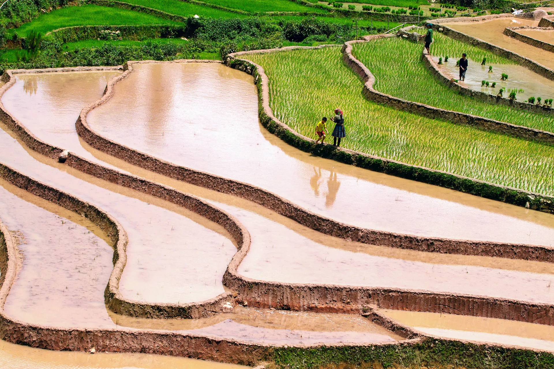 Imponujące pola ryżowe Imponujące pola ryżowe