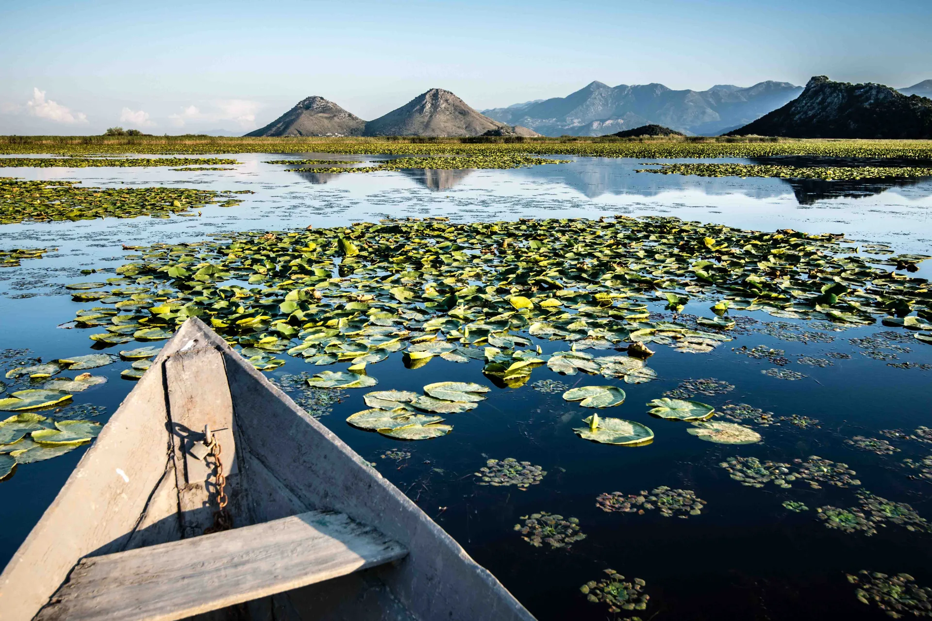 Rejs po Jeziorze Szkoderskim, Czarnogóra – nenufary i góry Virpazar w tle Rejs po Jeziorze Szkoderskim, Czarnogóra – nenufary i góry Virpazar w tle