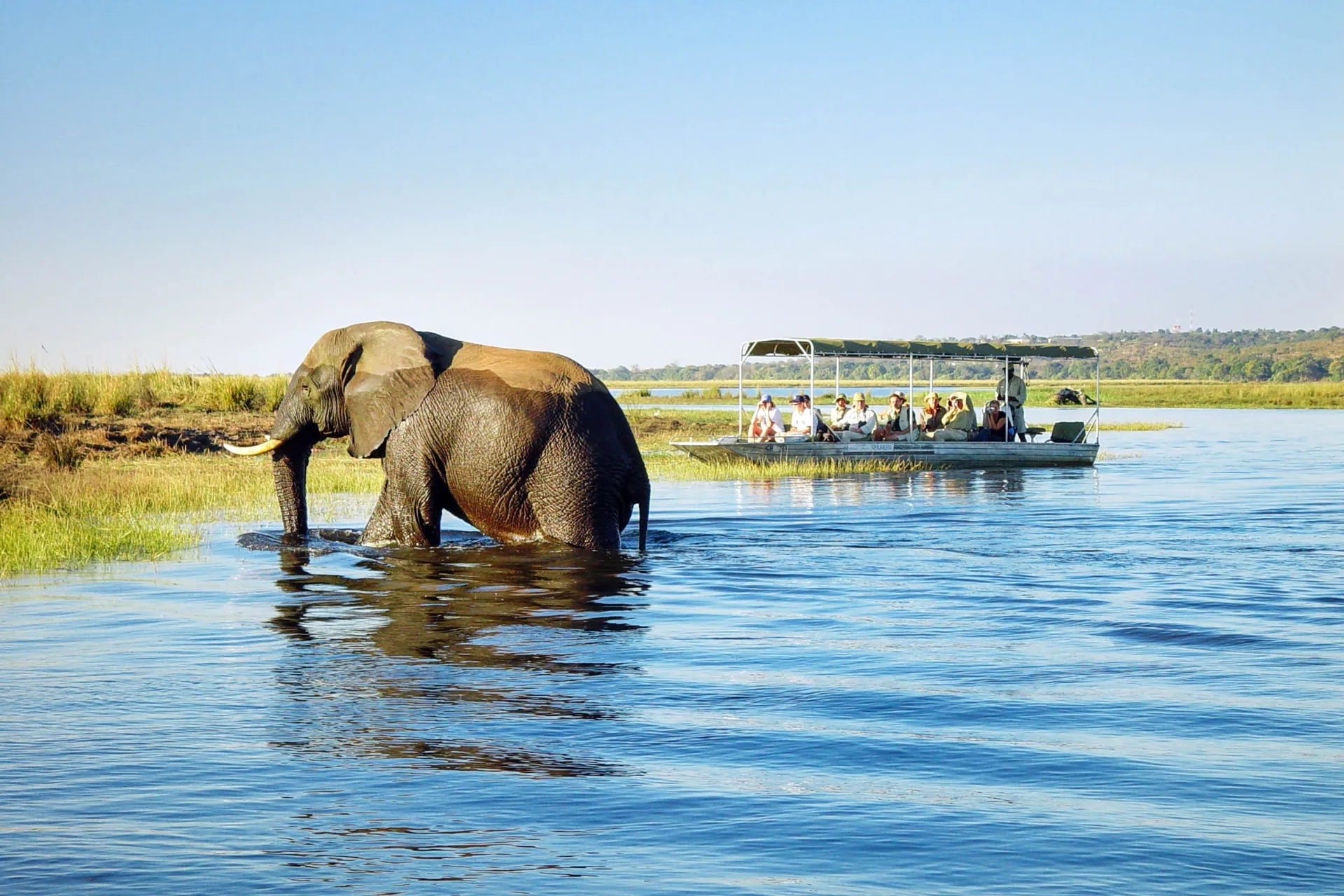 Słoń może zassać do trąby 10 litrów wody naraz Słoń może zassać do trąby 10 litrów wody naraz