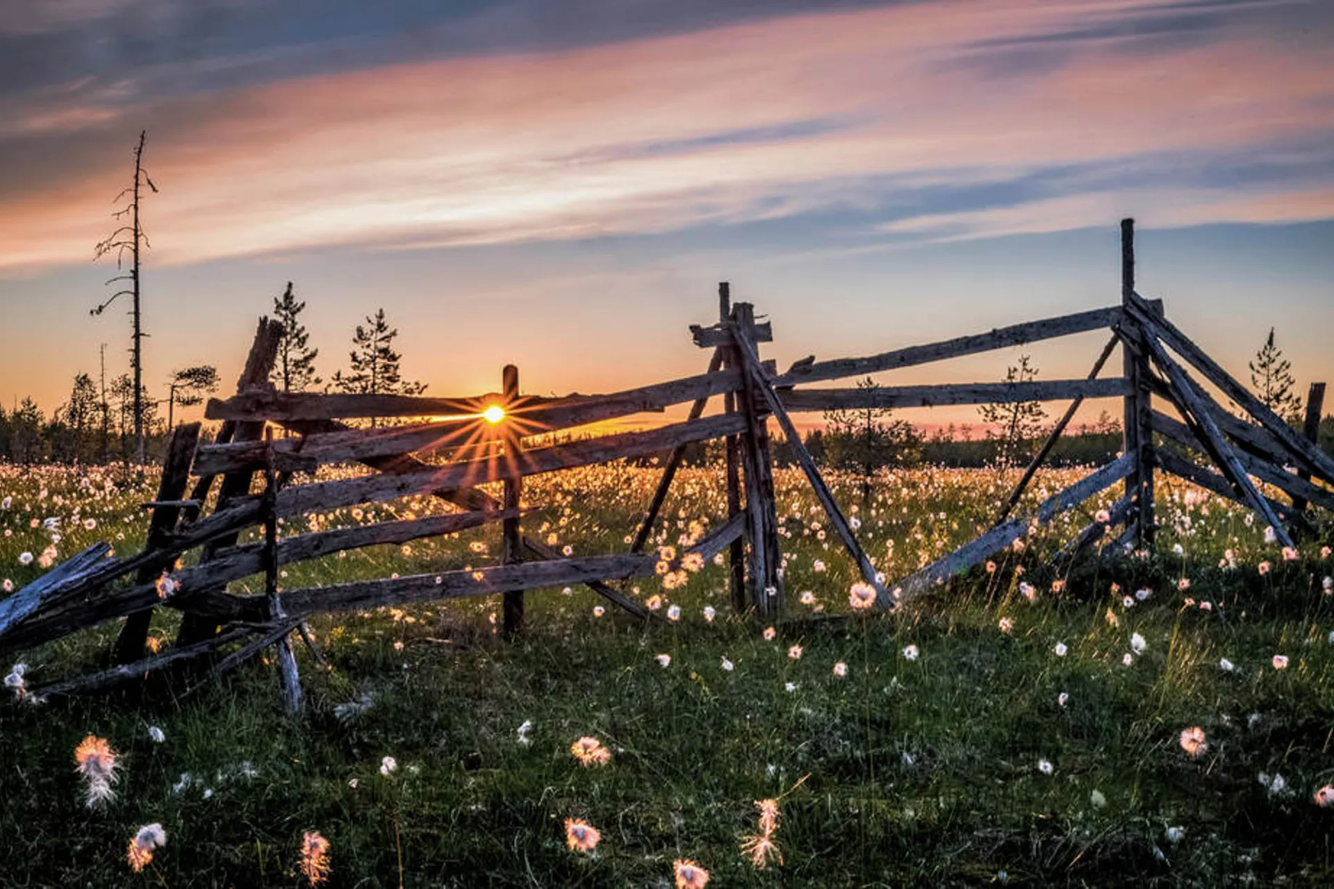 Słońce polarne nad fińską przyrodą z wełnianką i starymi płotami Słońce polarne nad fińską przyrodą z wełnianką i starymi płotami