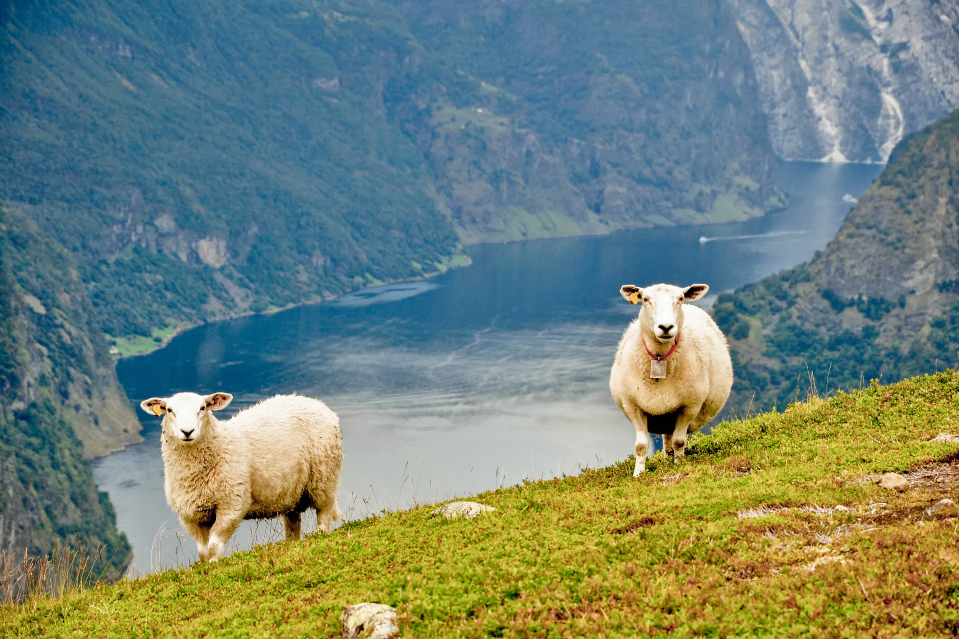 Fiordy i strome zbocza górskie Fiordy i strome zbocza górskie