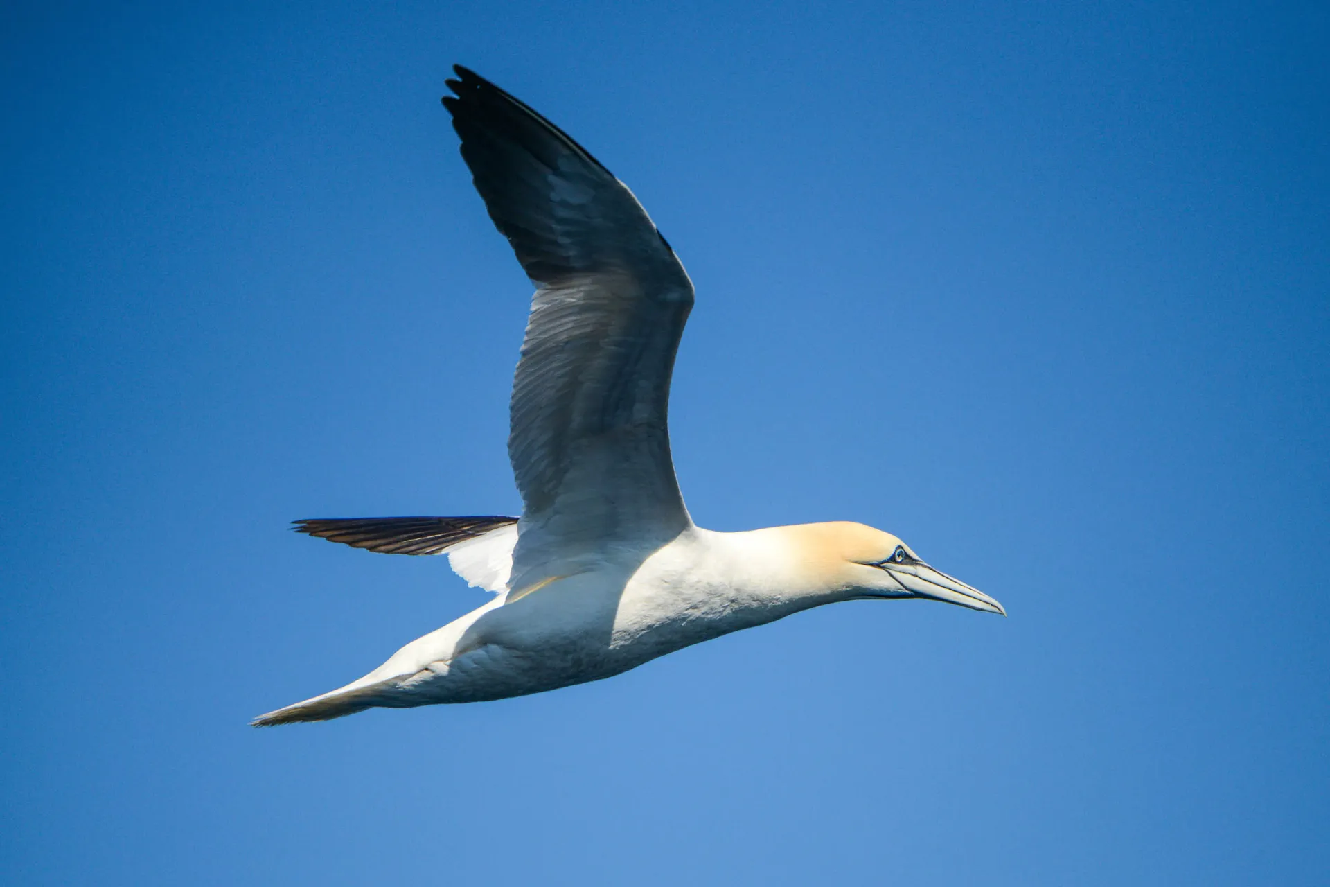 Głuptak nabiera wiatru w skrzydła Głuptak nabiera wiatru w skrzydła