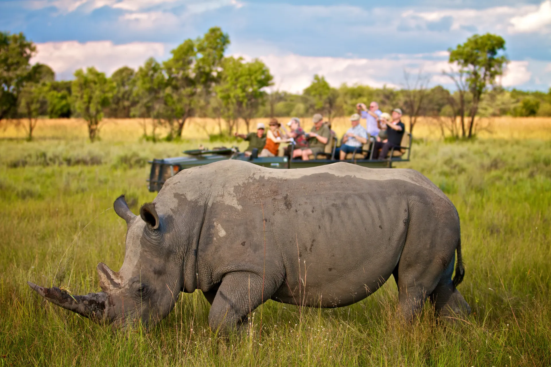 Biały nosorożec - z szerokim pyskiem Biały nosorożec - z szerokim pyskiem