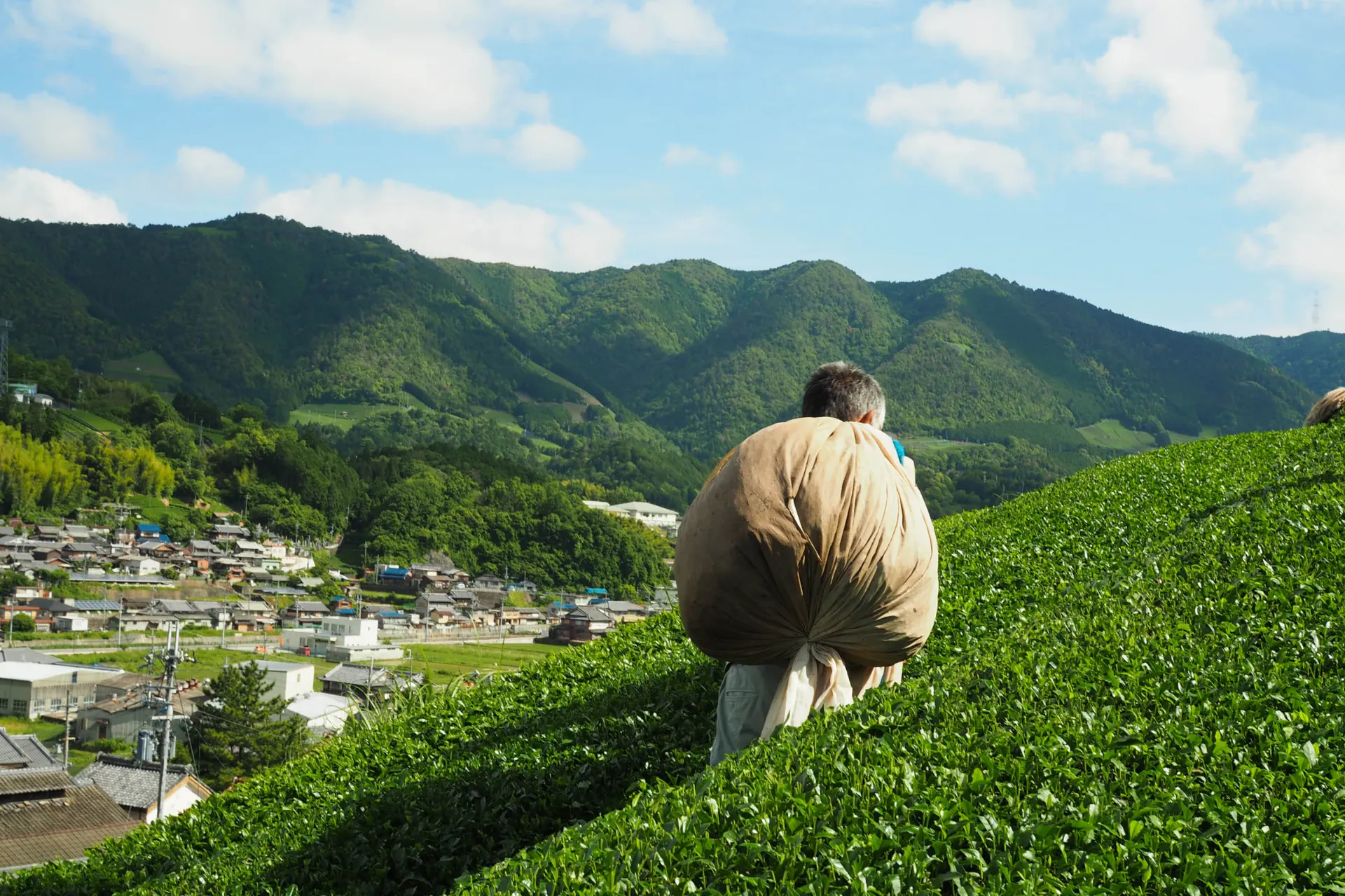 Japoński plantator herbaty ze świeżo zebranymi liśćmi na wzgórzach
