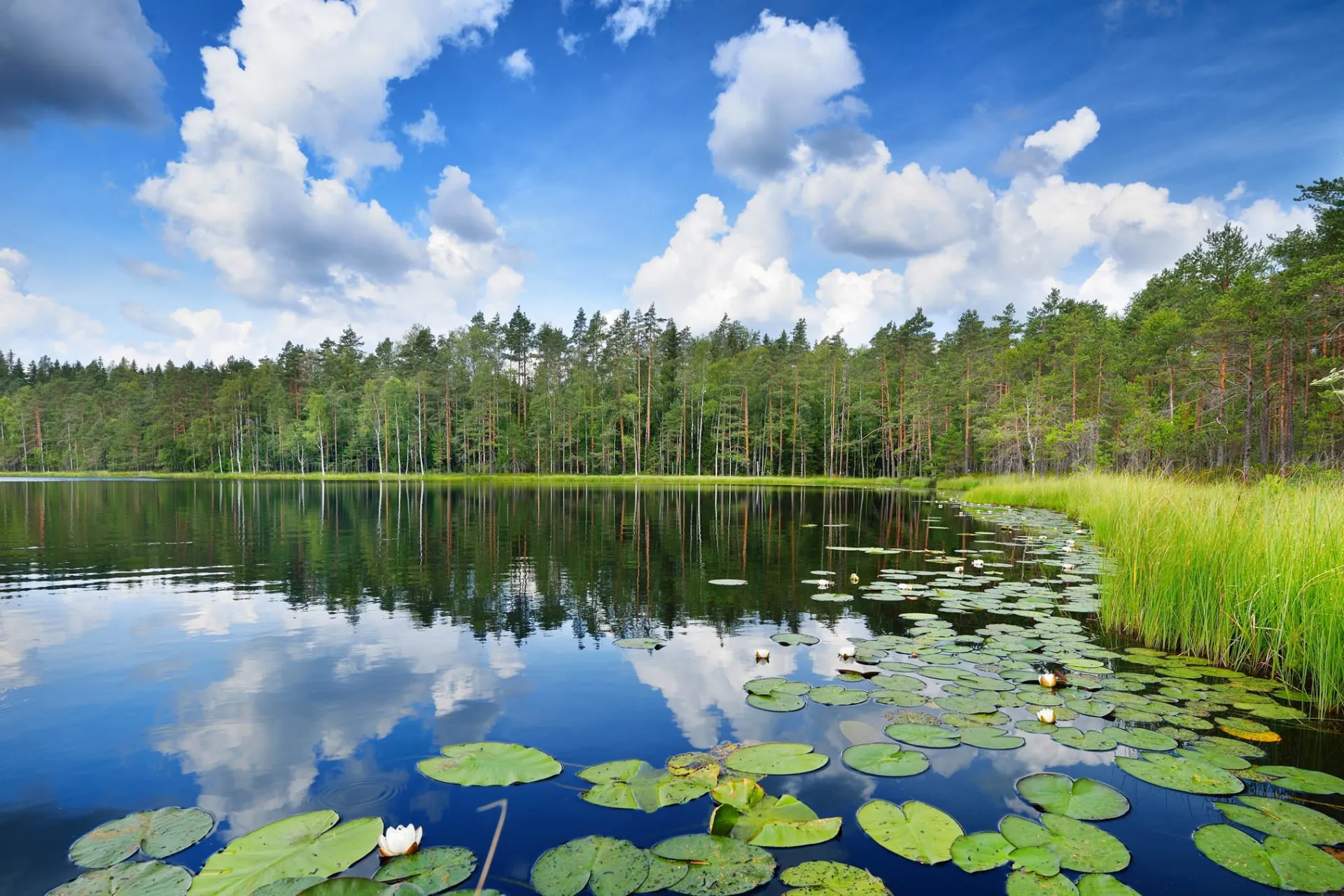 Jezioro Saimaa, największe w Finlandii, jest siedliskiem rzadkiej nerpy saimaa, która żyje tylko tam Jezioro Saimaa, największe w Finlandii, jest siedliskiem rzadkiej nerpy saimaa, która żyje tylko tam