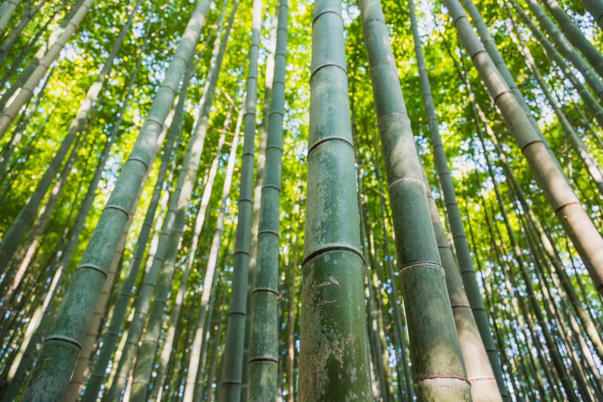 Las bambusowy w Kioto