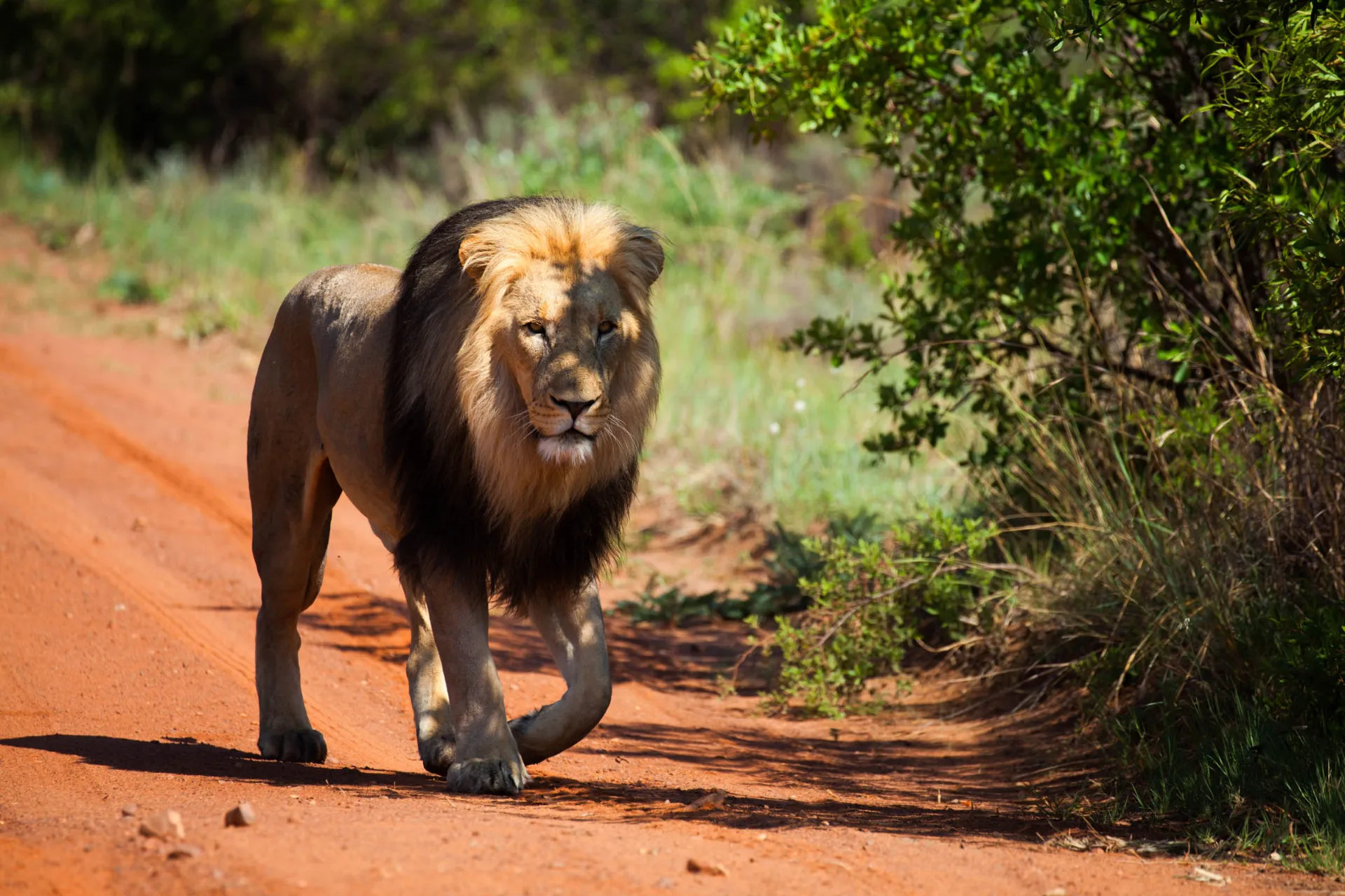 Ryk samca lwa słychać z odległości do 8 km i osiąga głośność do 114 dB – jak piła motorowa Ryk samca lwa słychać z odległości do 8 km i osiąga głośność do 114 dB – jak piła motorowa
