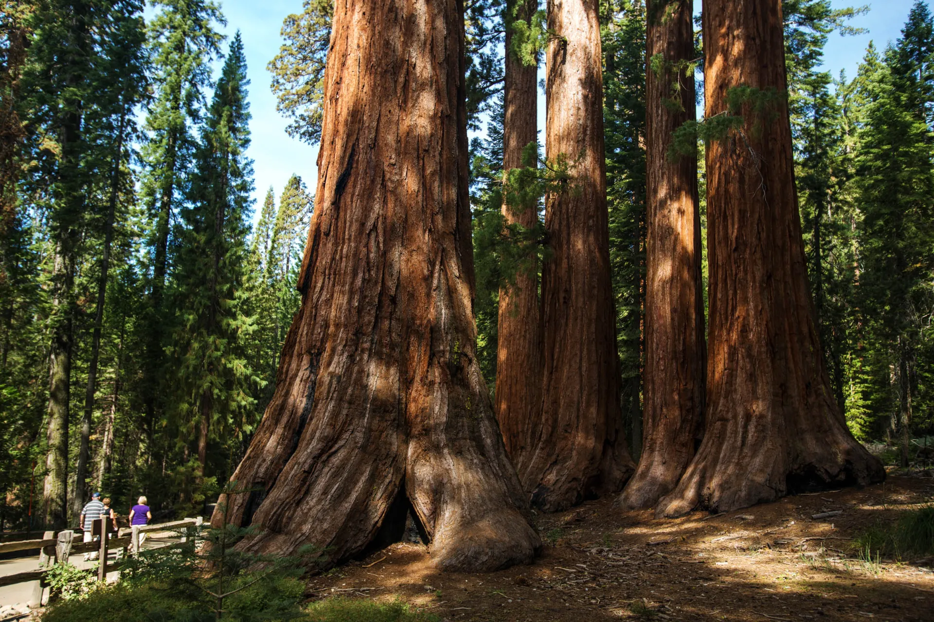 Sekwoje (redwood) należą do najwyższych gatunków drzew na świecie