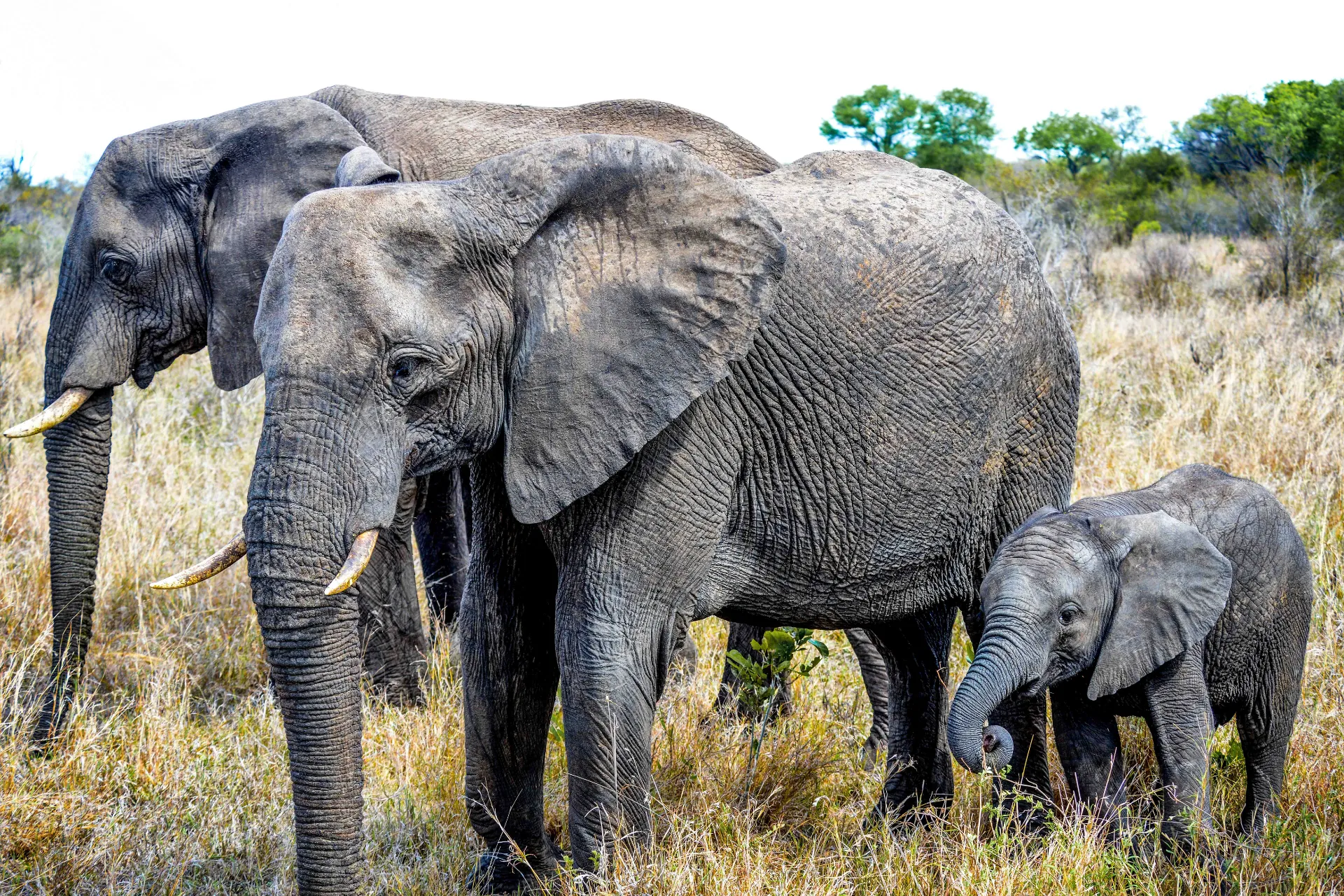 Młode słonia nazywa się słoniątkiem i waży od 70 do 90 kilogramów przy narodzinach