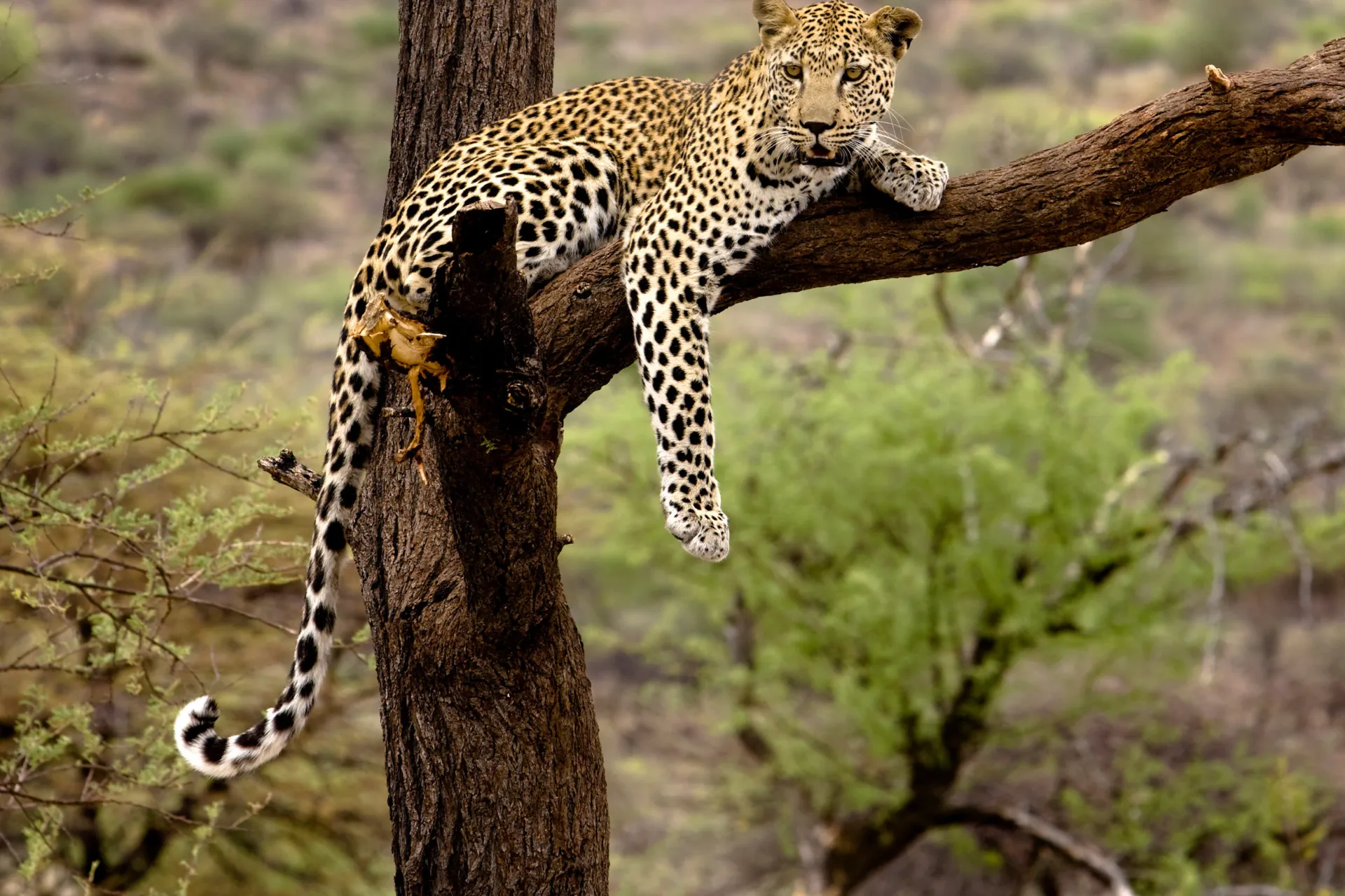 Lampart odpoczywa, ale w biegu osiąga do 60 km/h Lampart odpoczywa, ale w biegu osiąga do 60 km/h