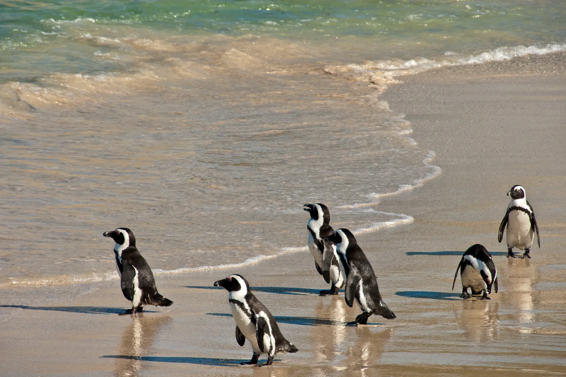Pingwiny na Boulders Beach Pingwiny na Boulders Beach