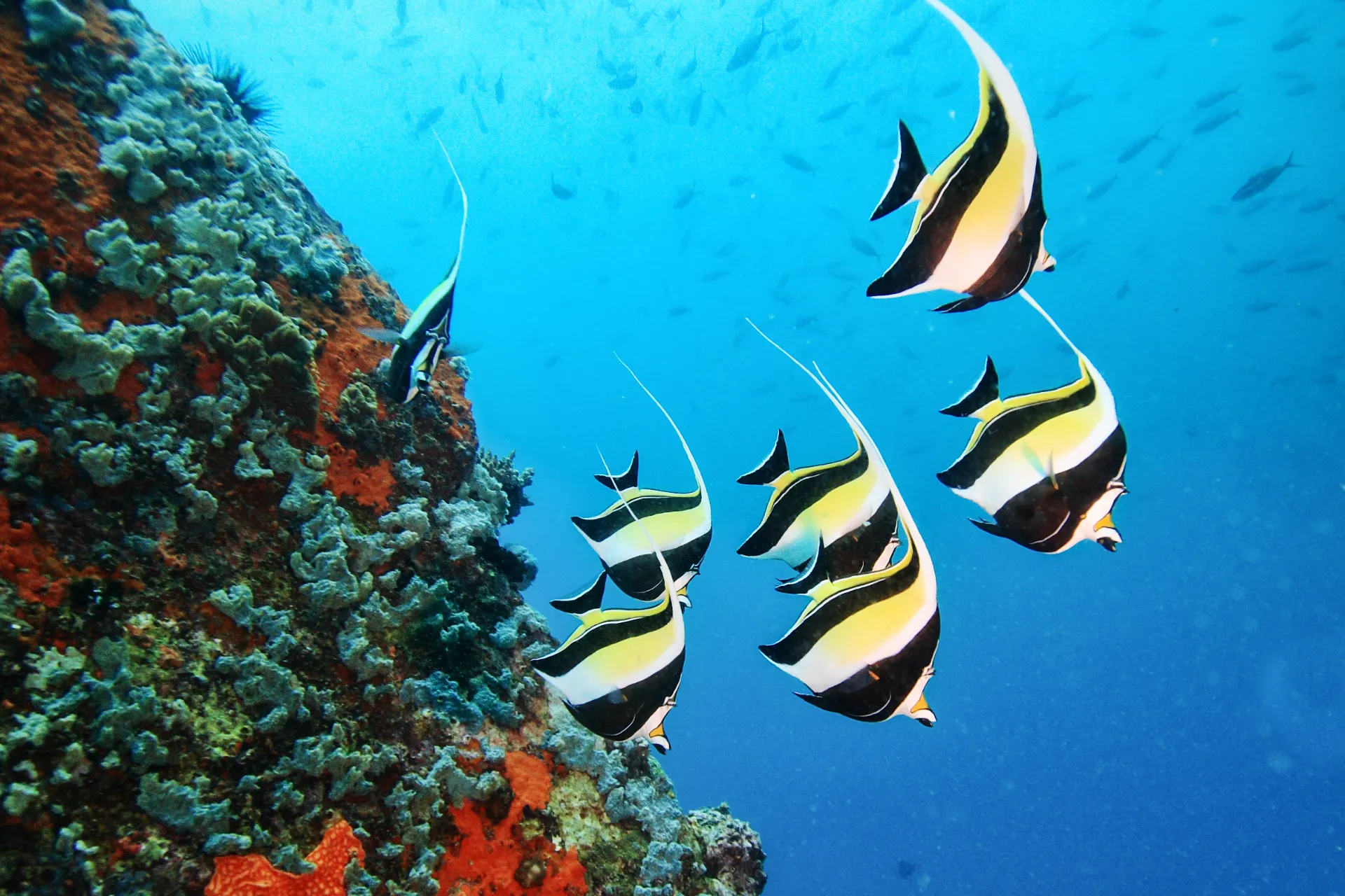 Rafy koralowe Seszeli tętnią życiem pełnym kolorowych ryb