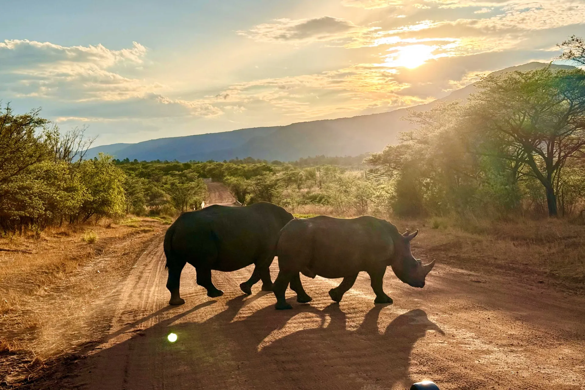 Nosorożec na porannej przechadzce Nosorożec na porannej przechadzce