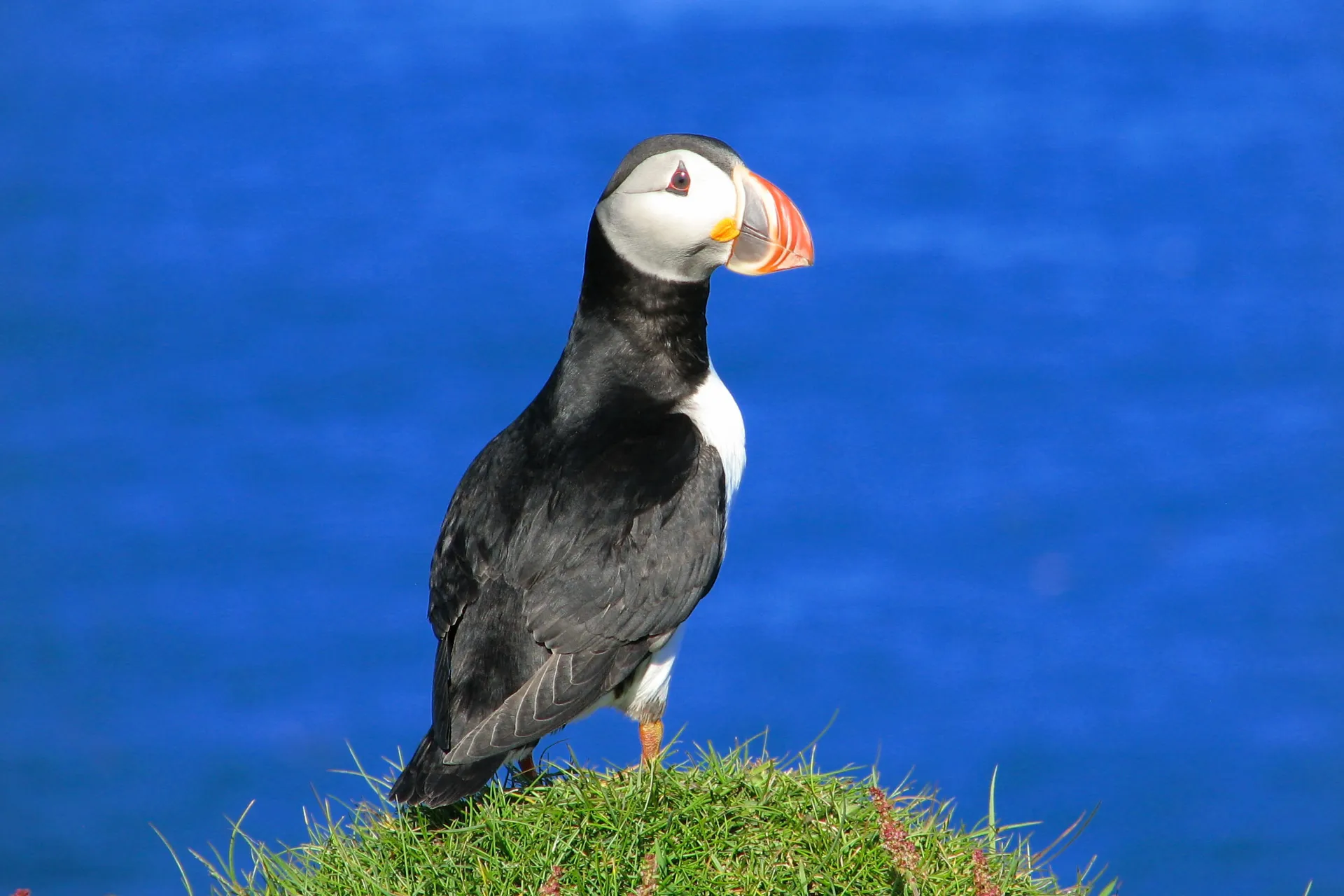Maskonur podziwia widok Maskonur podziwia widok