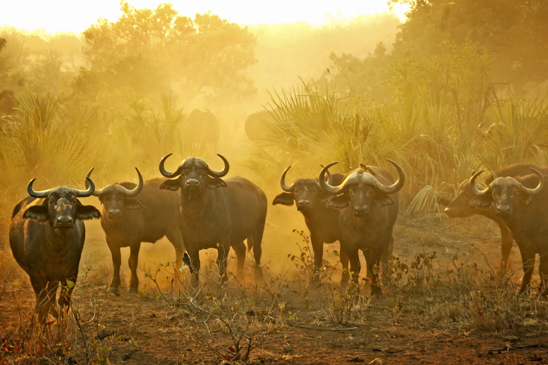Afrykańskie bawoły mogą żyć w stadach liczących nawet kilkaset osobników Afrykańskie bawoły mogą żyć w stadach liczących nawet kilkaset osobników