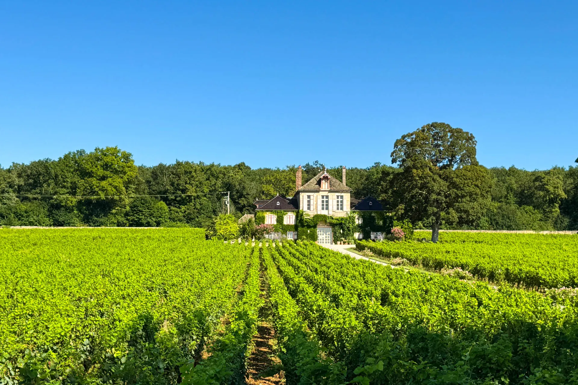 Urokliwa restauracja z własnymi winnicami