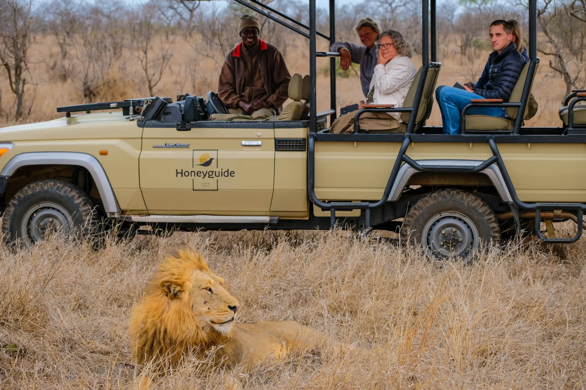 Samiec lwa daje się podziwiać Samiec lwa daje się podziwiać