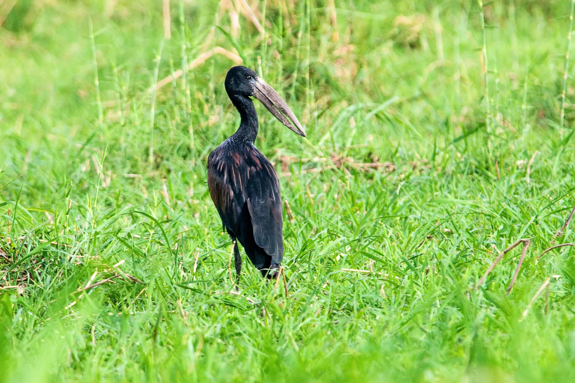 Afrykański dzioborożec ma szczególny dziób, idealny do chwytania ślimaków i małży Afrykański dzioborożec ma szczególny dziób, idealny do chwytania ślimaków i małży