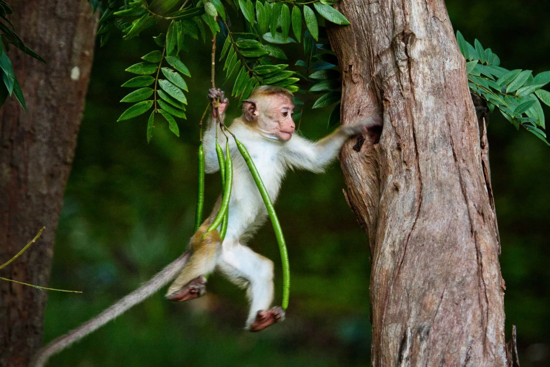 Ciekawska małpa makak