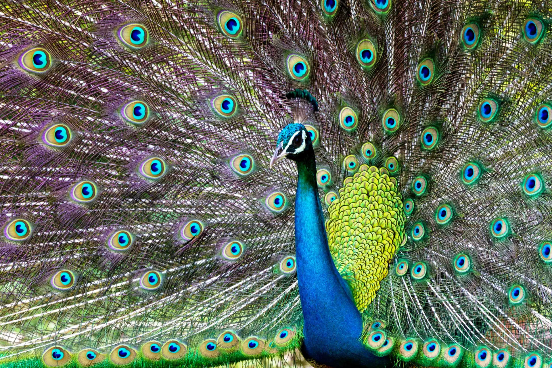 Może spotkamy tego faceta...