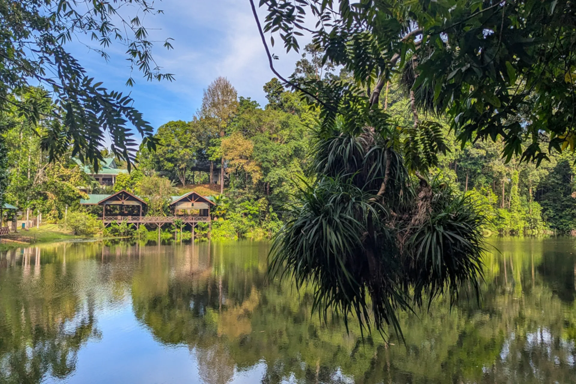 Bujny las deszczowy w Sepilok na Borneo