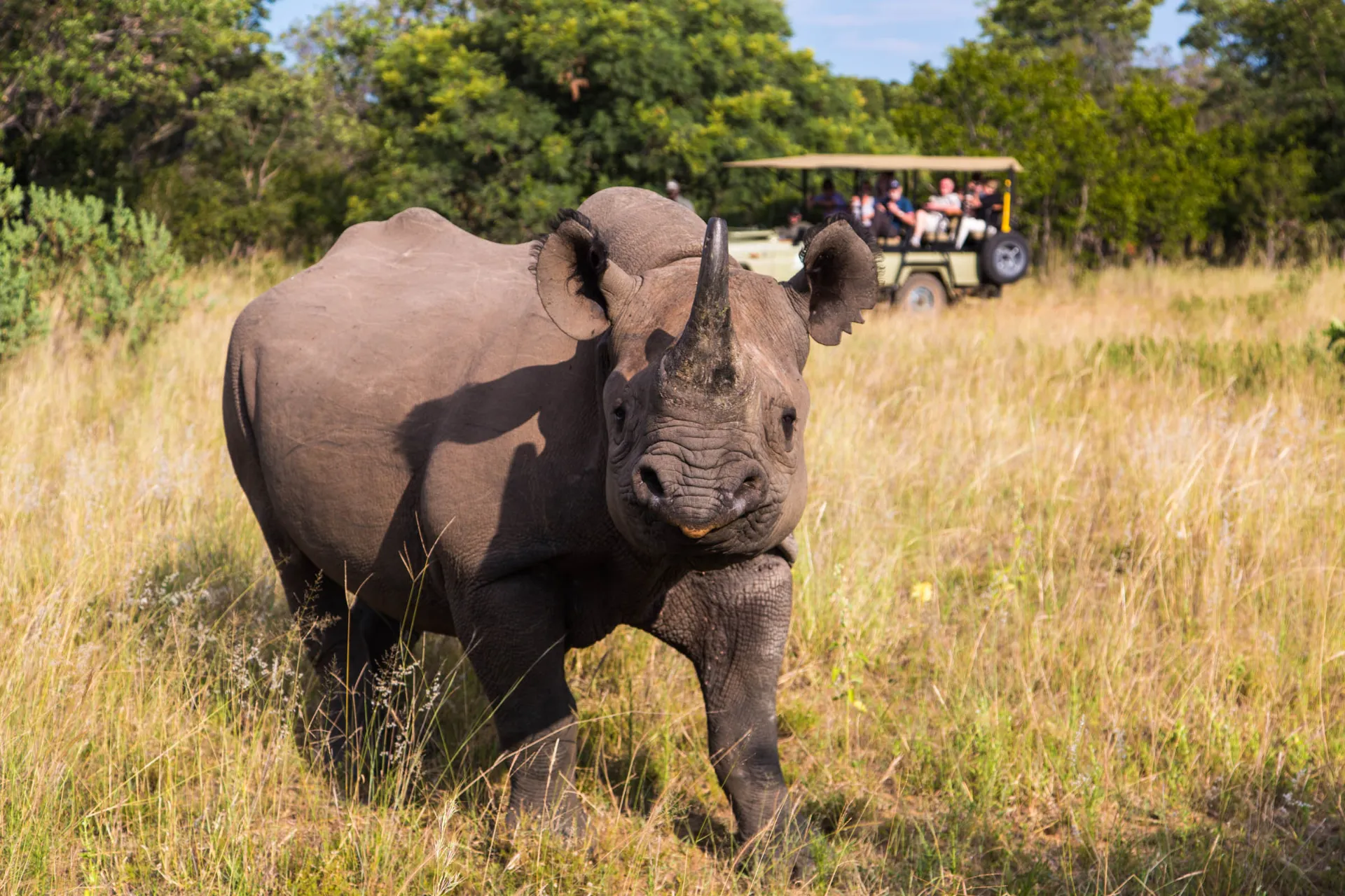 Nosorożec uśmiecha się do fotografa Nosorożec uśmiecha się do fotografa