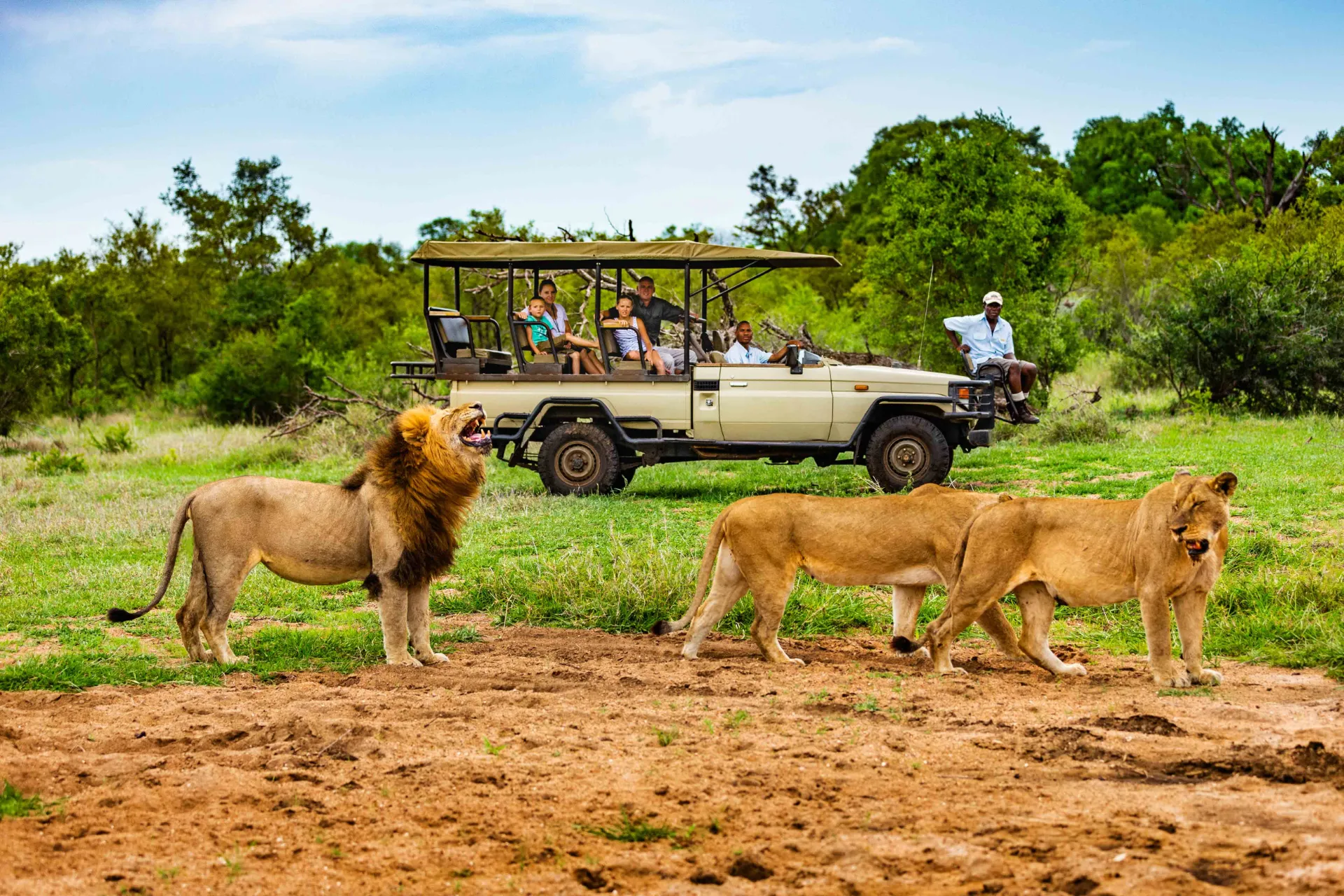 Ryk lwa może osiągać do 114 decybeli i być słyszany z odległości do 8 km