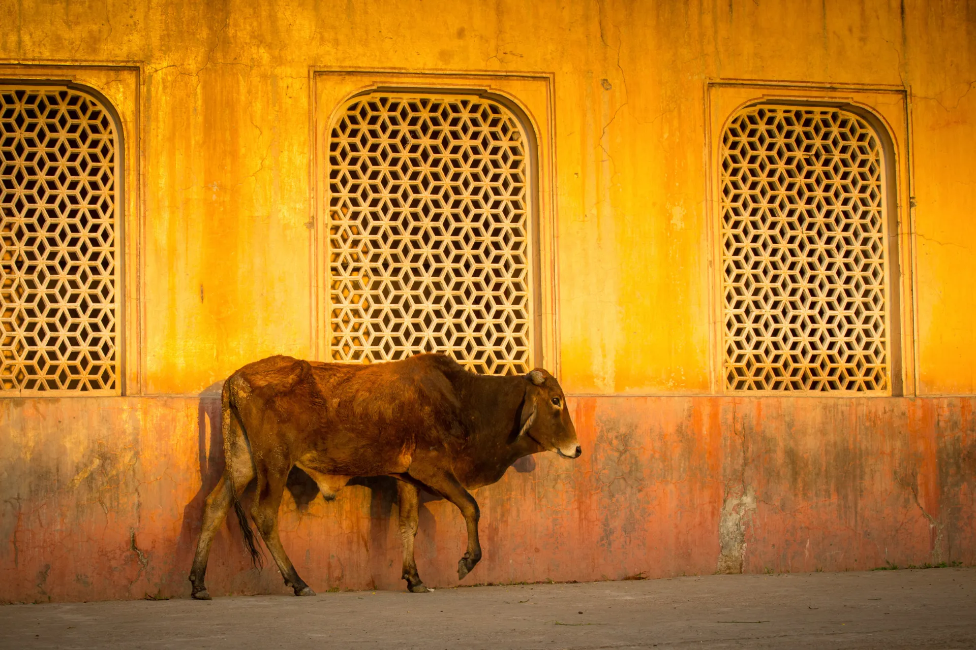 Krowa jest uważana za święty symbol macierzyństwa w hinduizmie Krowa jest uważana za święty symbol macierzyństwa w hinduizmie