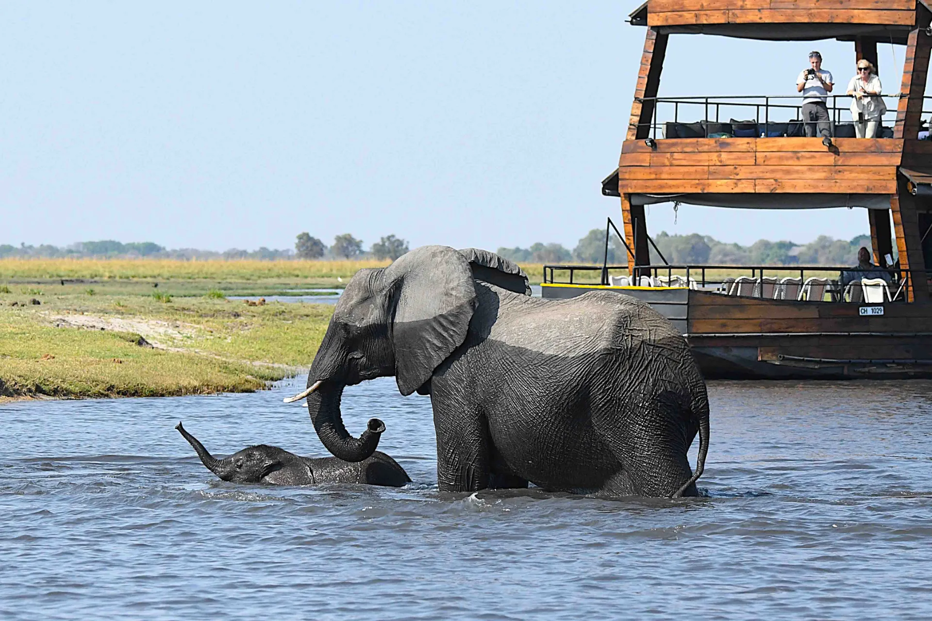 Młode muszą też nauczyć się kąpać Młode muszą też nauczyć się kąpać