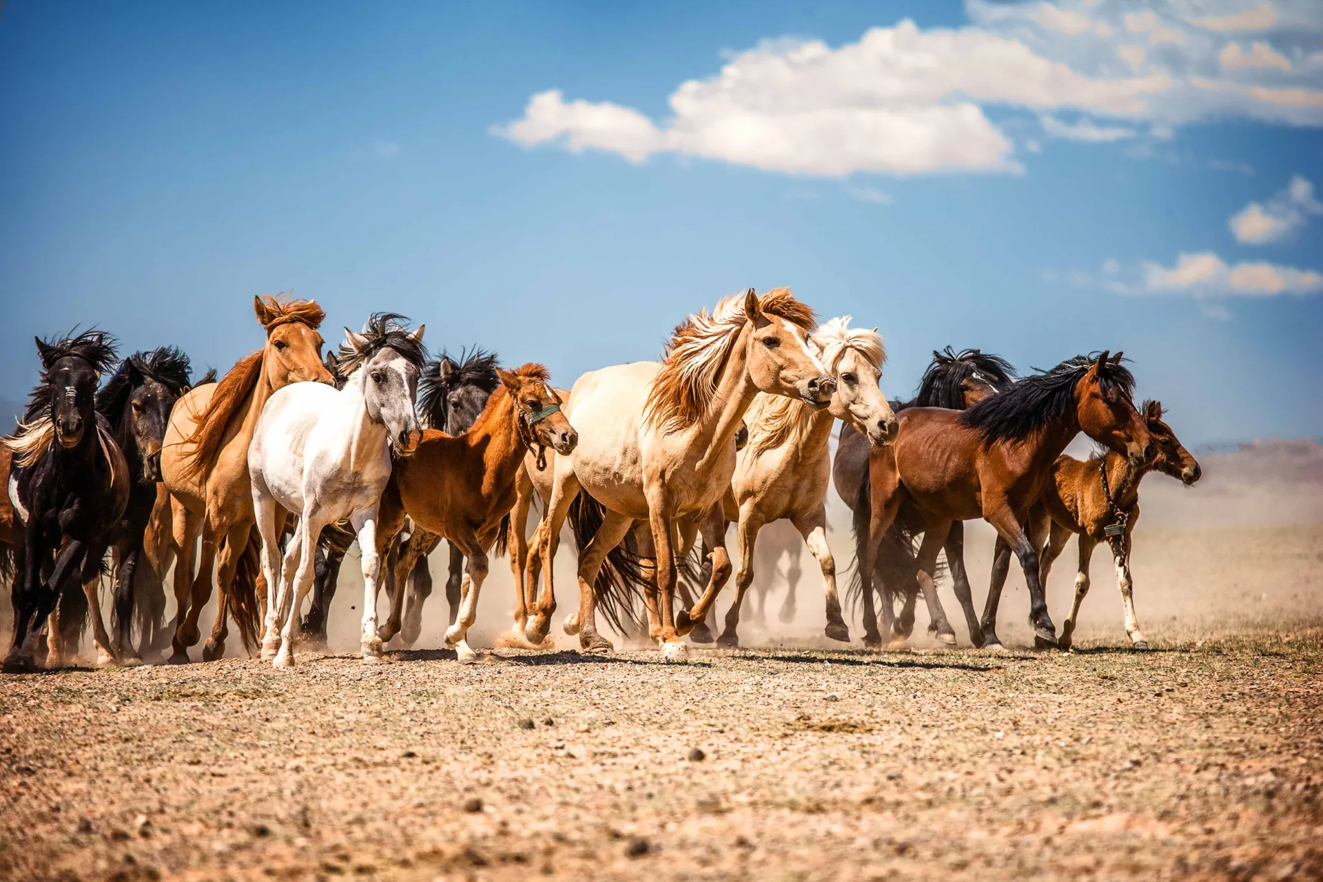 Dziko żyjące konie na pustyni Gobi