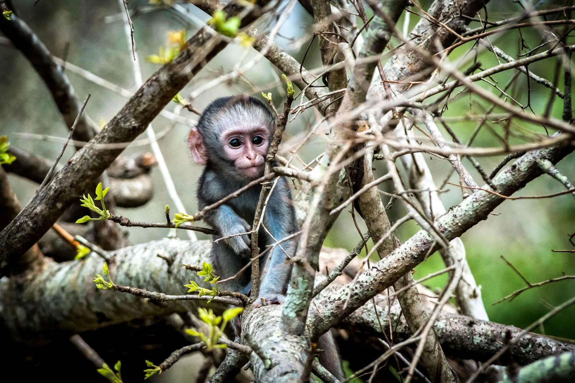 Małe małpki w Mantobeni Honeyguide Camp Małe małpki w Mantobeni Honeyguide Camp