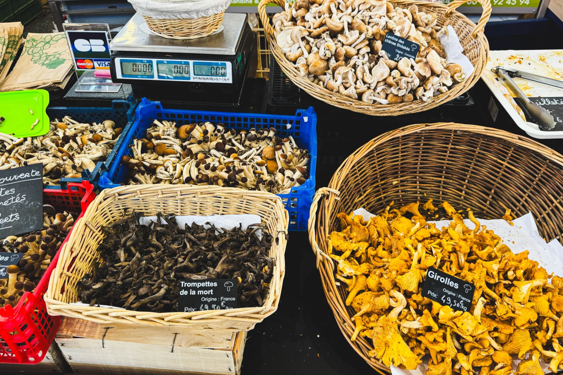 Grzyby wszelkiego rodzaju