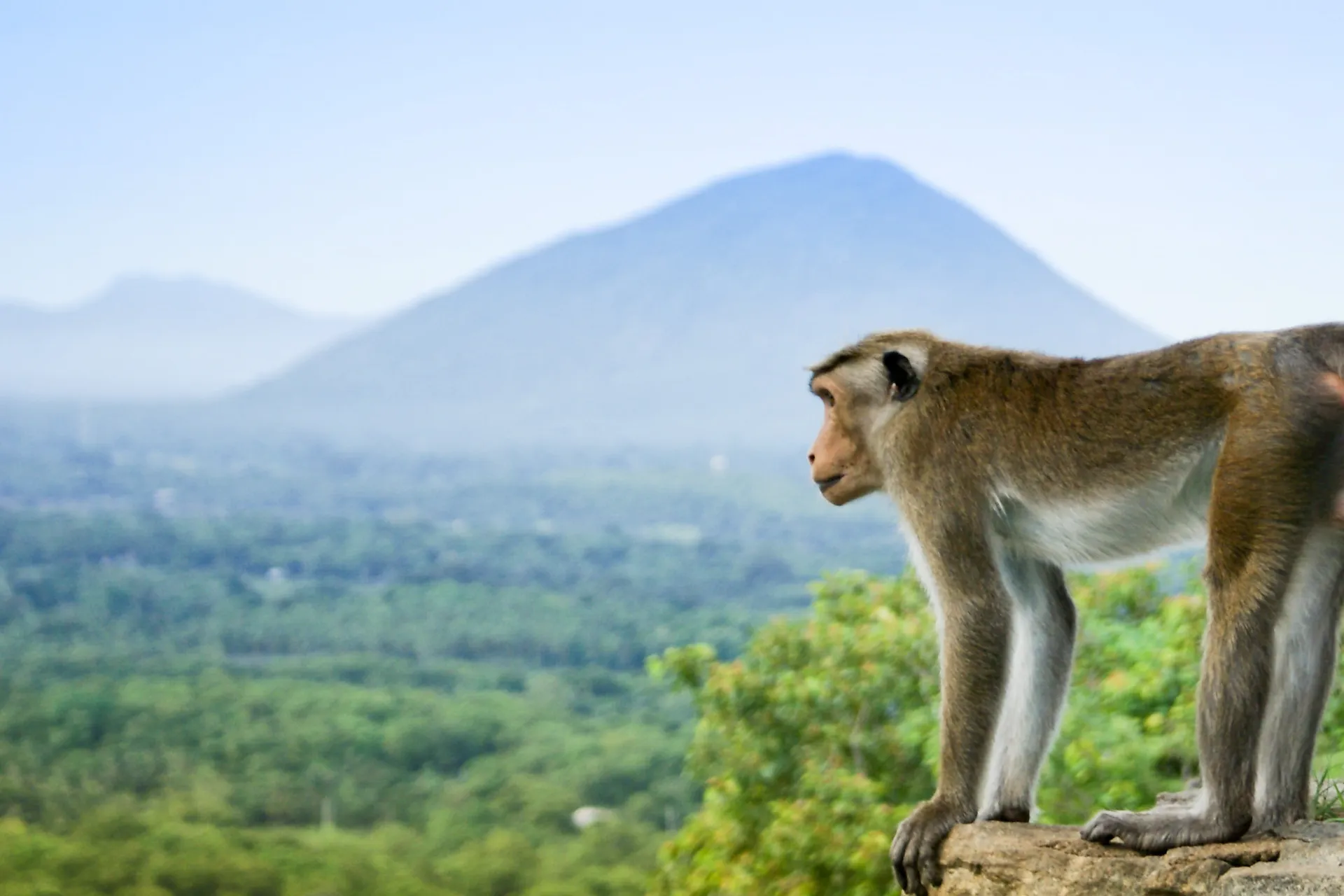 Małpa podziwia wspaniały widok Małpa podziwia wspaniały widok