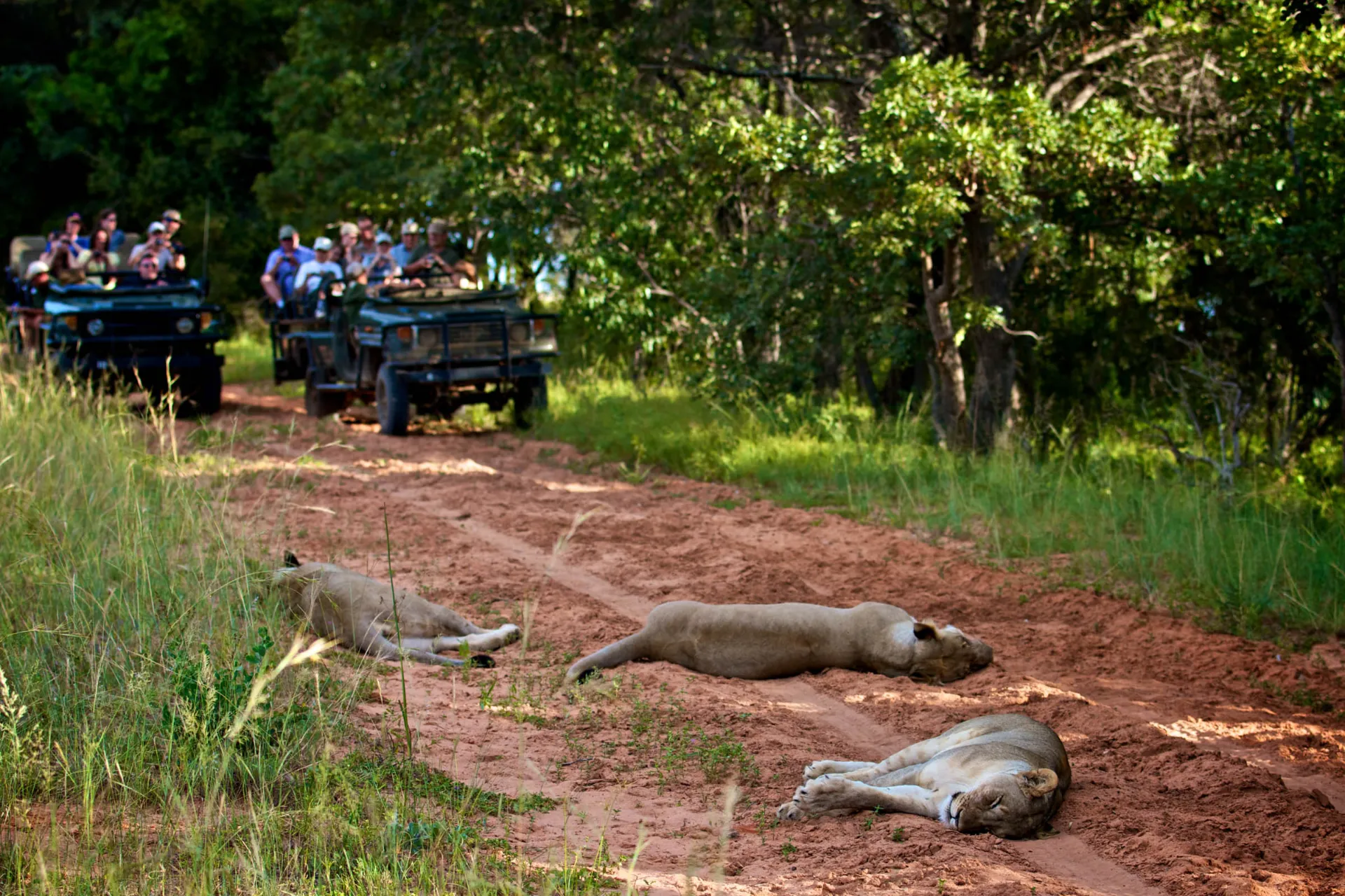 Lwy w Entabeni Lwy w Entabeni