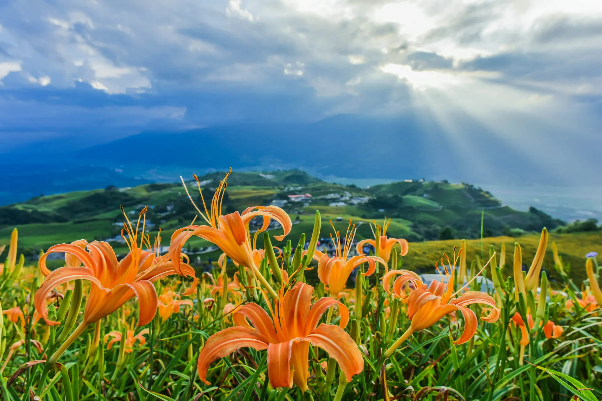 Pola lilii dziennych w górach Liushishi Pola lilii dziennych w górach Liushishi