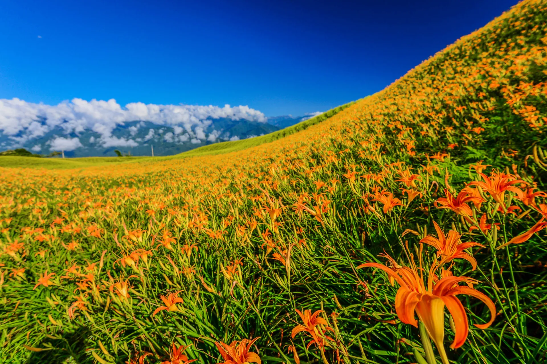 Impresjonująca ekspozycja lilii Impresjonująca ekspozycja lilii