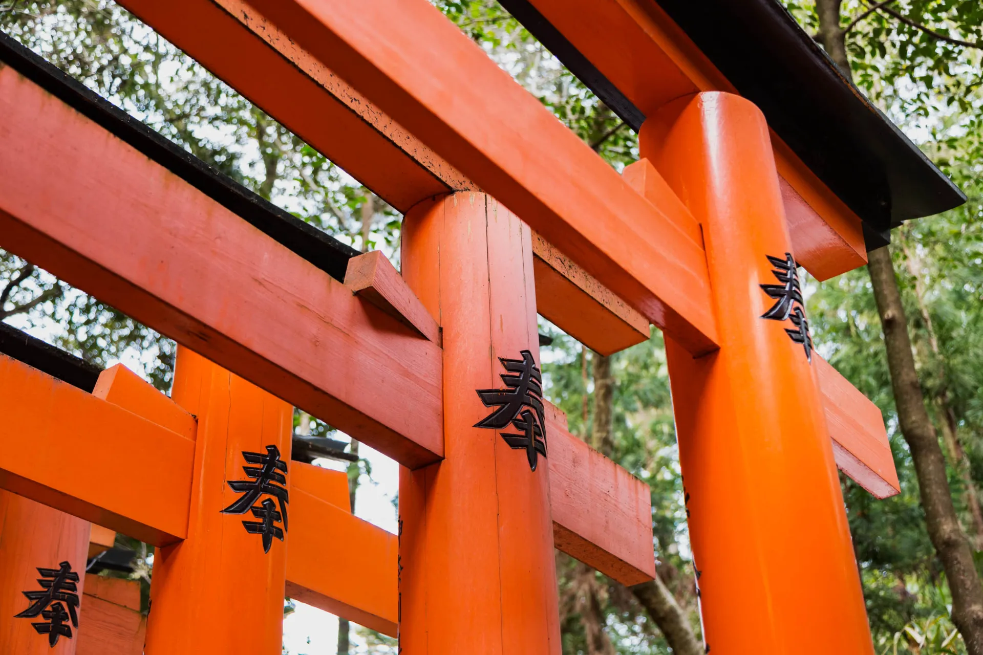 Bramy torii często stanowią wejście do świątyń shinto