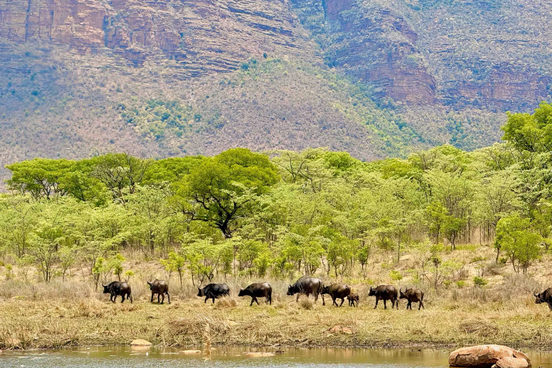 Bawoły żyją w dużych stadach - często czuć je zanim się je zobaczy Bawoły żyją w dużych stadach - często czuć je zanim się je zobaczy
