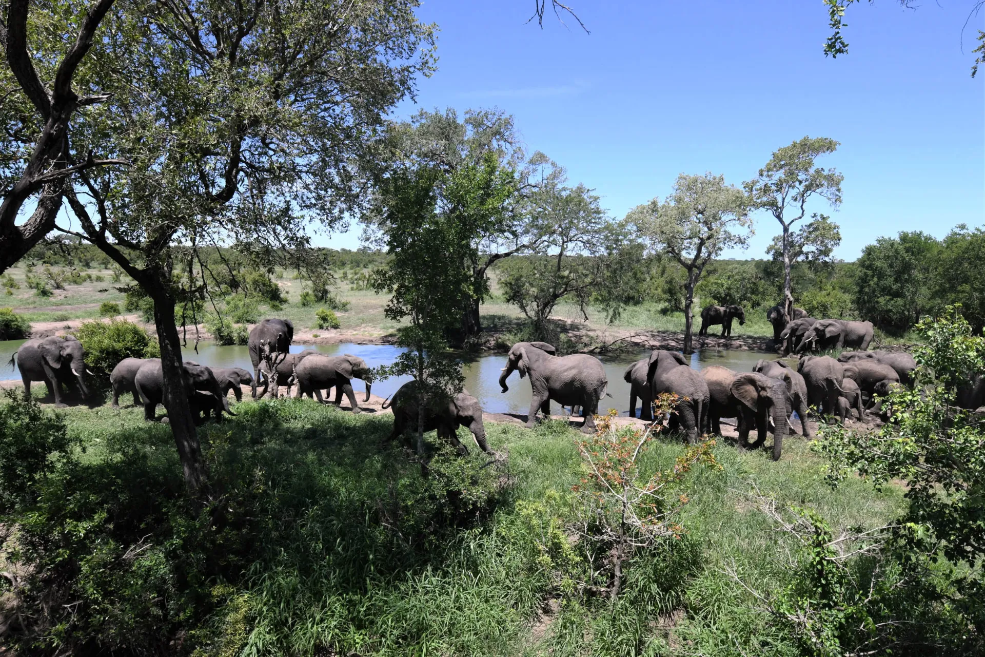 Słonie gromadzą się przy wodopoju w Mantobeni Słonie gromadzą się przy wodopoju w Mantobeni